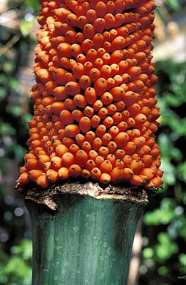 Photo of mature fruits on Titan Arum