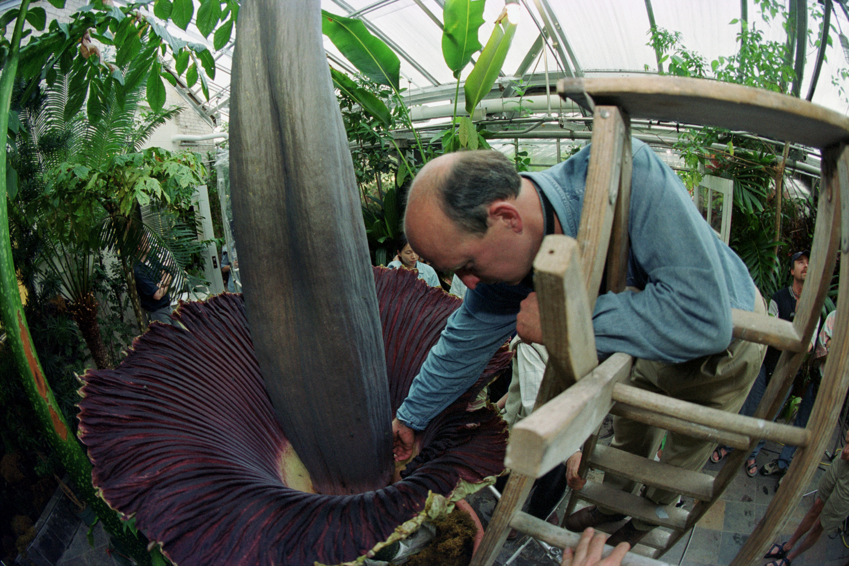 Corpse Flower Photos