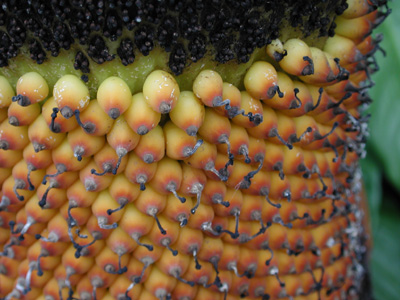 shows the developing fruit up close