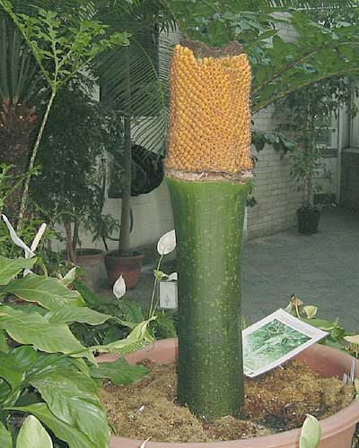 Photo of peduncle after spadix has been peeld away, revealing fruits