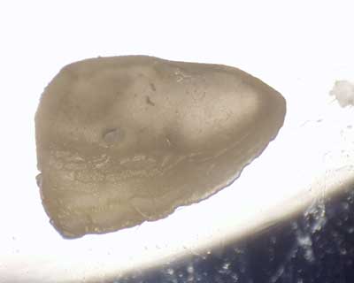 Closeup photo of seed