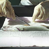 Photo of a student putting sutures in a fish.