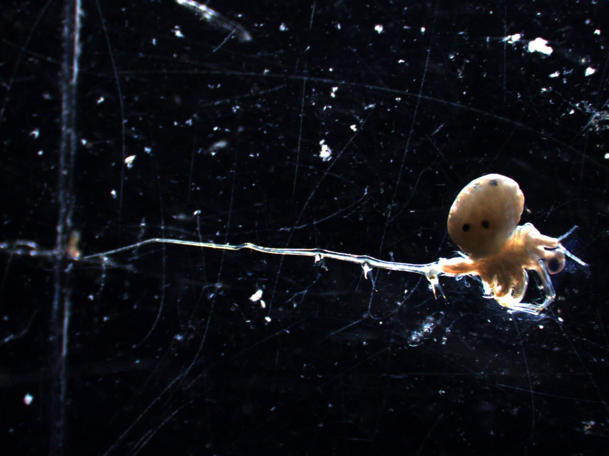 the invasive spiny water flea is a voracious predator of native