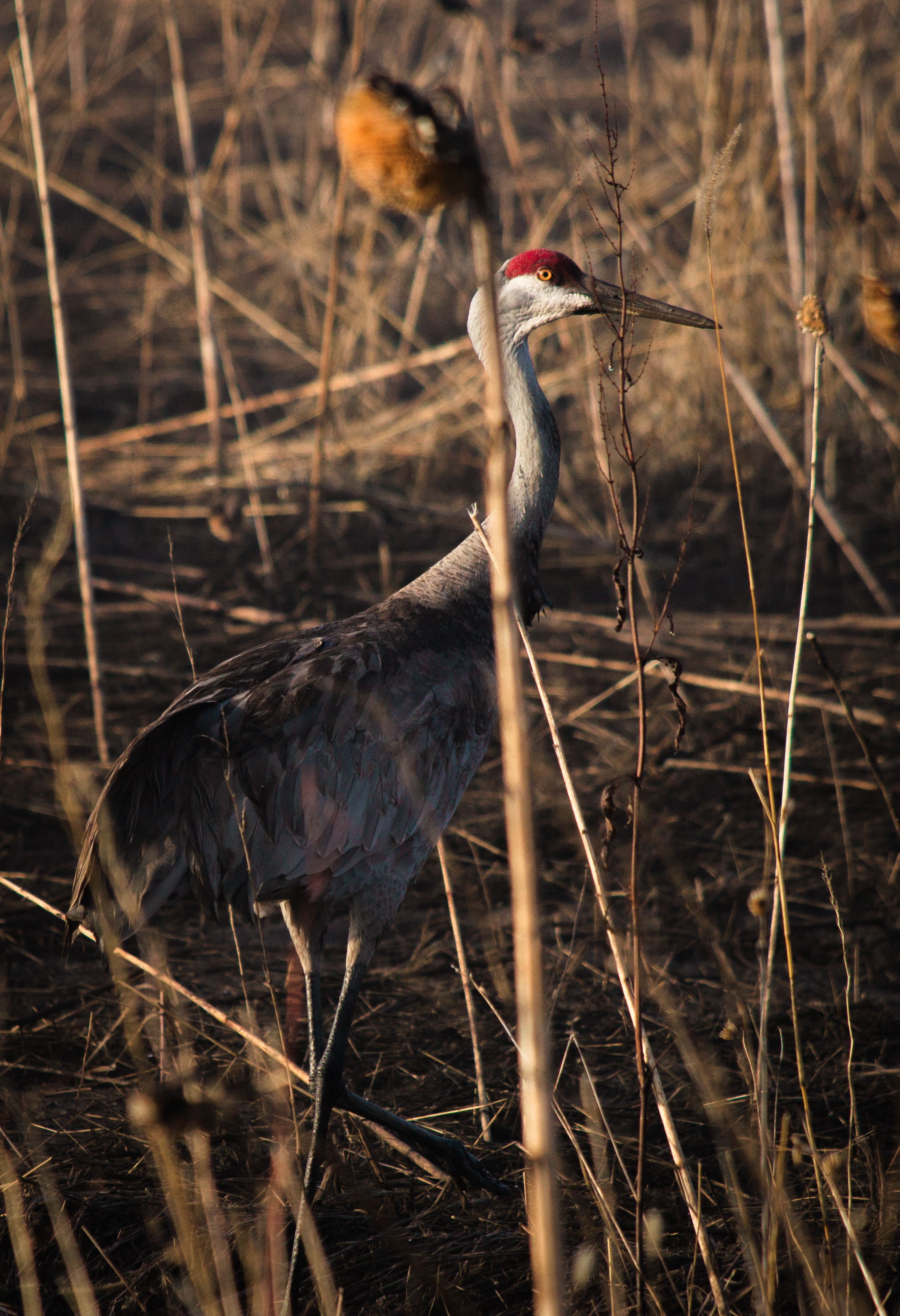 a sandhill crane is spotted walking through the brush.
