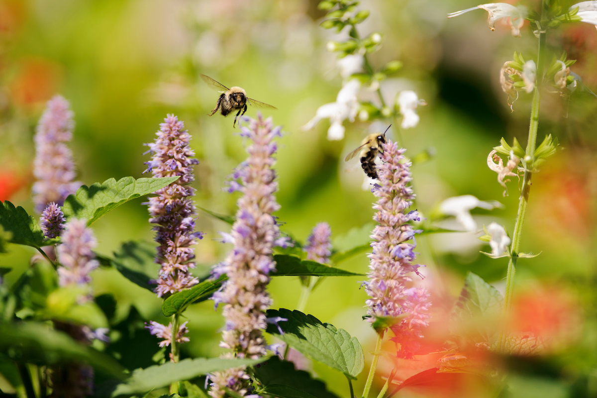 bumble bees feed on flowering anise hyssop plants near bascom