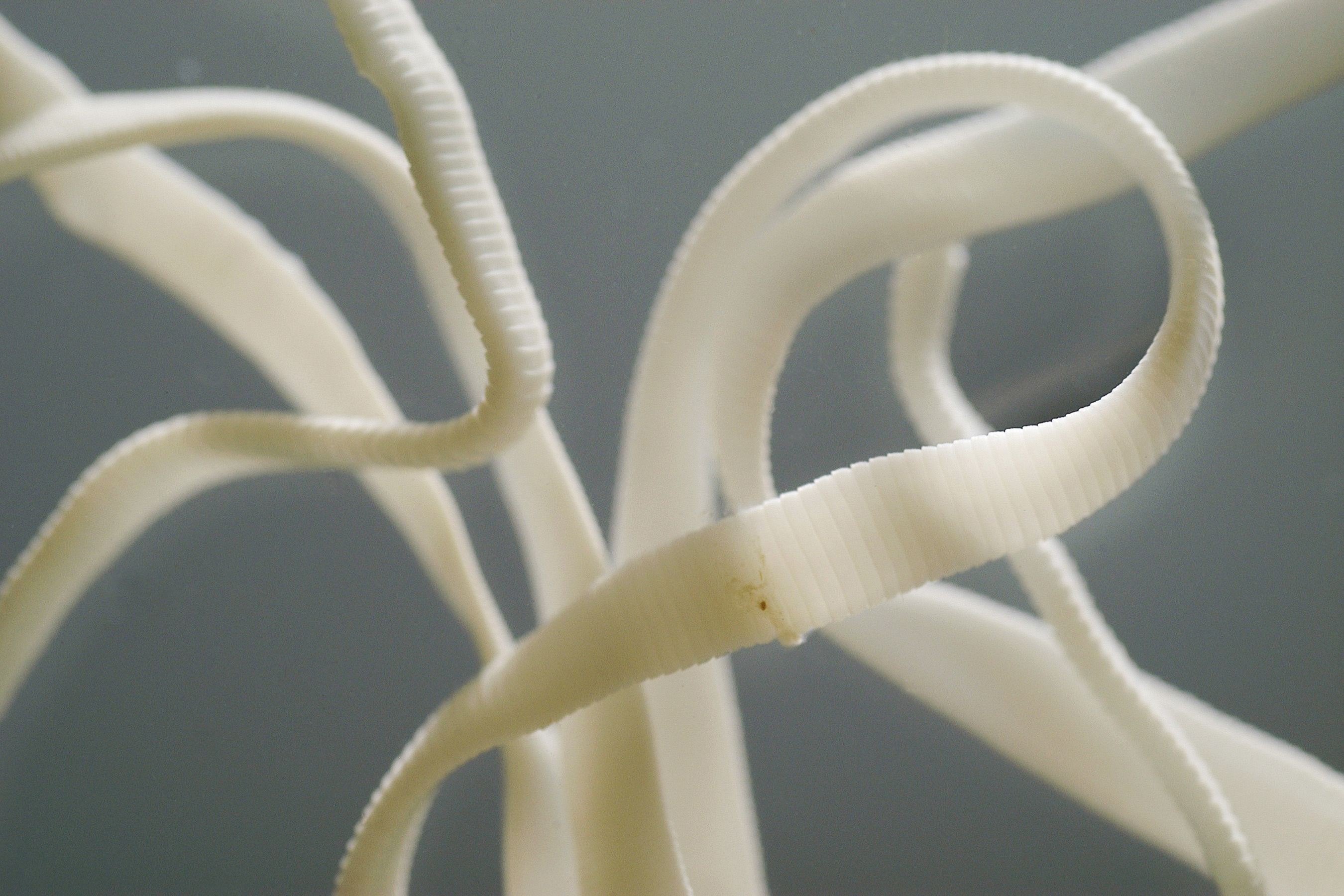 caption visible in this 1 1 2 ratio view of a preserved tapeworm